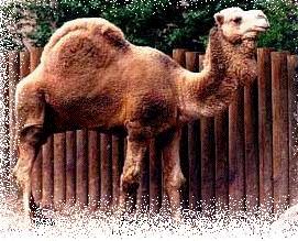 dromedarycamel