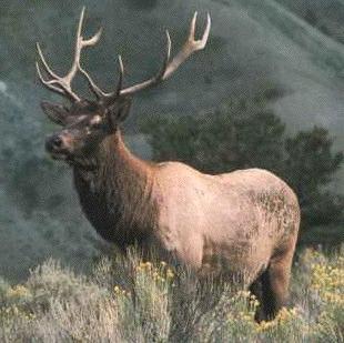 elkbull1