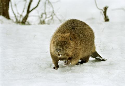 europeanbeaver