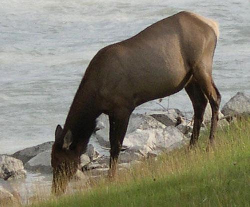 femaleelk