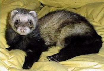 ferret1