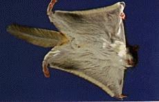 flyingsquirrel