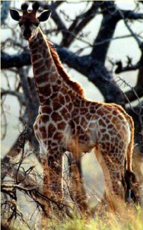 giraffe1