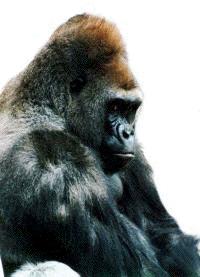 gorilla