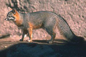 gray-fox