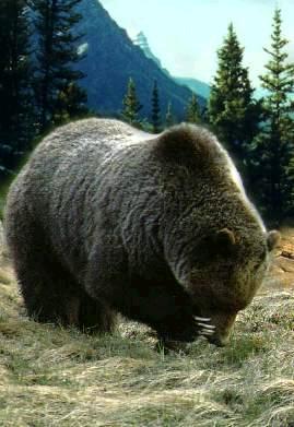 grizzlybear1