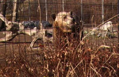 grizzlybearatzoo