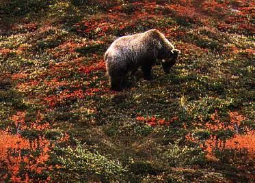 grizzlybeareatingberries