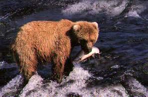 grizzlybearfishing