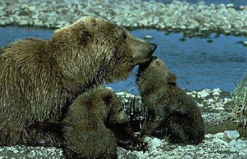 grizzlybearwithcubs