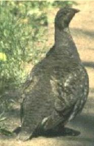 grouse1