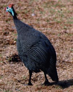 guinea-fowlbird