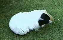 guinea-pig