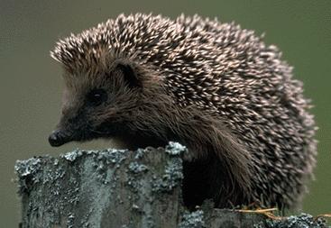 hedgehog