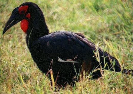 hornbill-groundbird