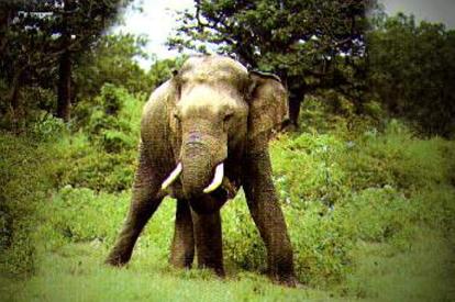 indianbullelephantpicture