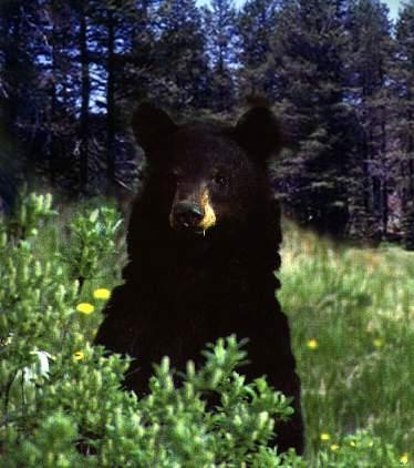 inquisitiveblackbear