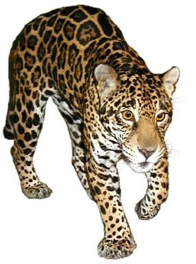 jaguar