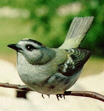 kinglet-goldenbird