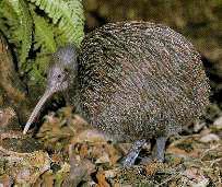 kiwi1