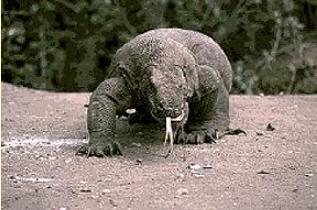 komodolizard1