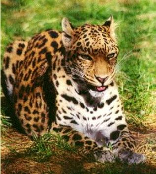 leopard1