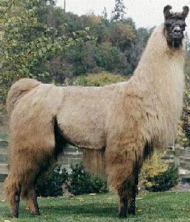 llama1