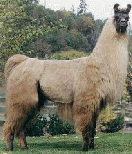 llama