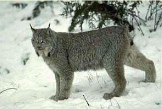 lynx1