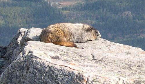 marmot