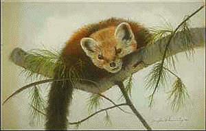 marten-pineweasel