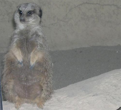 meerkat