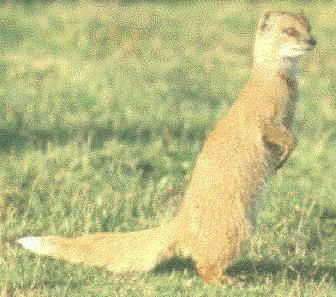 mongoose1