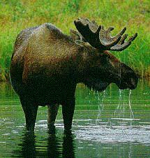 moose