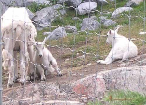 mountaingoatcarves