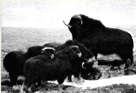 muskoxen1