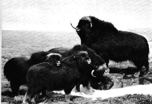 muskoxen