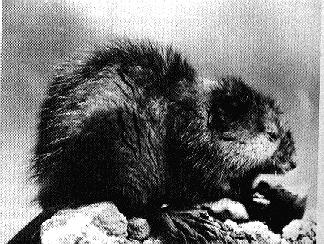 muskratrodent