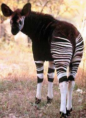 okapi