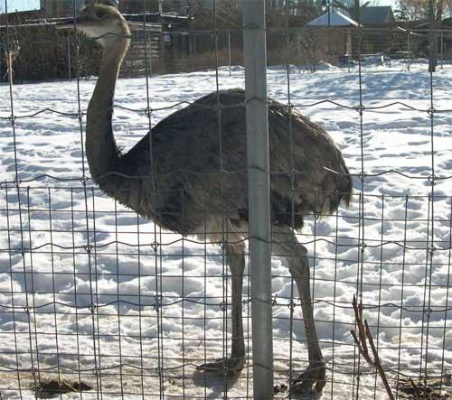 ostrichbaby