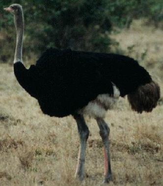 ostrichbird1