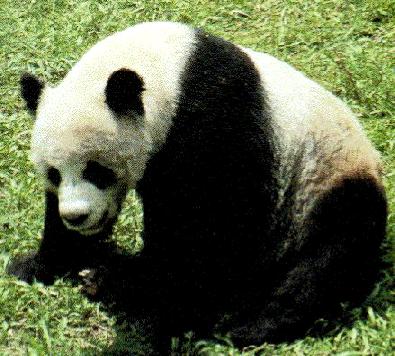 pandabear1