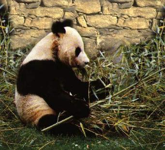 pandabearinzoo