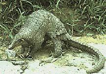 pangolin