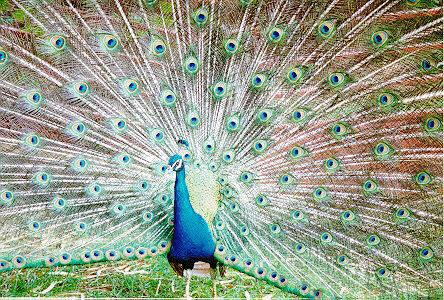 peacockbird