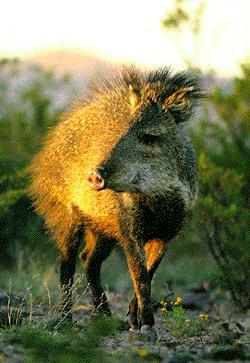 peccarywild-pig