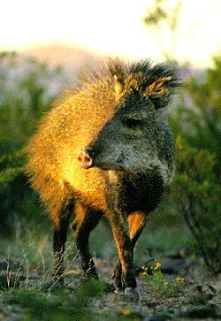 peccarywildpig1