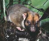 phalangerringtail