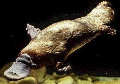 platypus1