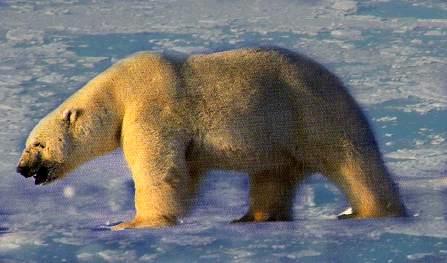 polarbear1